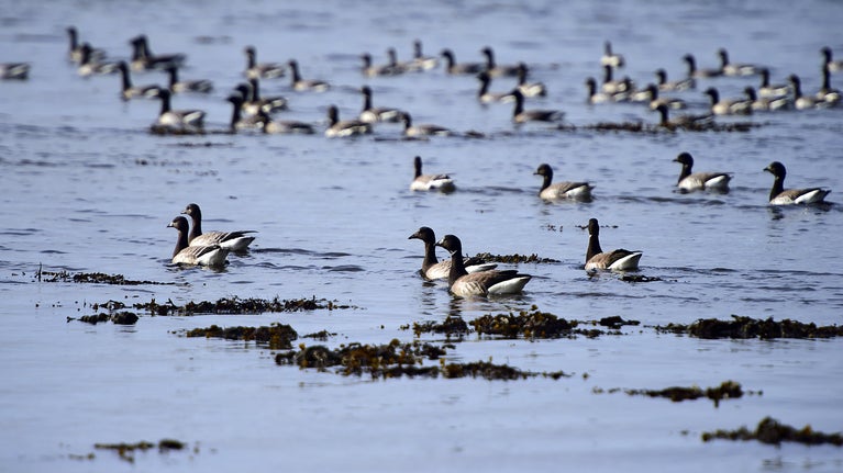 Flock of Brent geese at Strangford Lough, County Down